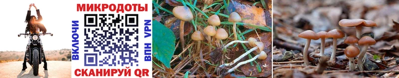 Галлюциногенные грибы MAGIC MUSHROOMS Кострома
